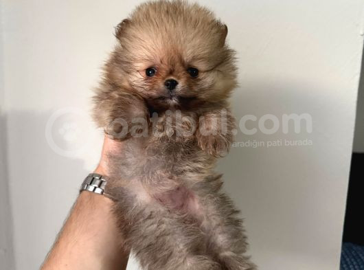 Teddy Boo Bebekler görsel