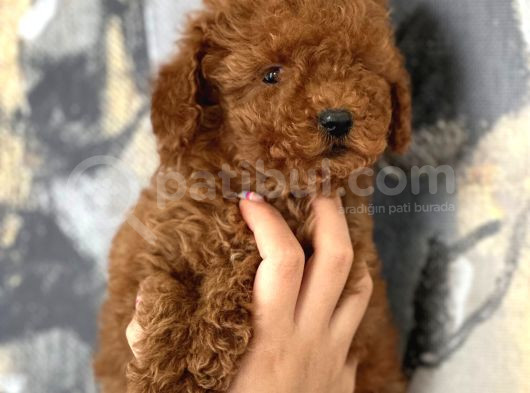 Her Renk Aşılı Poodle Bebekler görsel