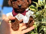 Poodle Orji̇nal Safkan Irk Ve Sağlik Garanti̇li̇ Bebekler
