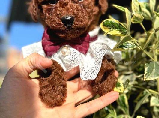 Poodle Orji̇nal Safkan Irk Ve Sağlik Garanti̇li̇ Bebekler görsel