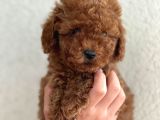 Poodle Bebekler Yeni Dostunu Arıyor