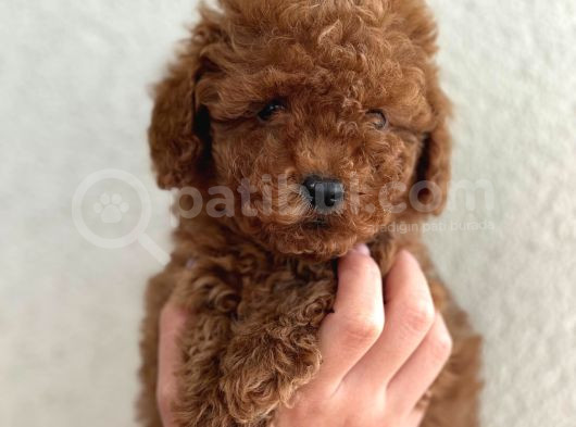 Poodle Bebekler Yeni Dostunu Arıyor görsel