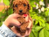 Ruhsatlı Ve Onaylı Köpek Çiftliği Güvencesi Ile  Sağlık Irk