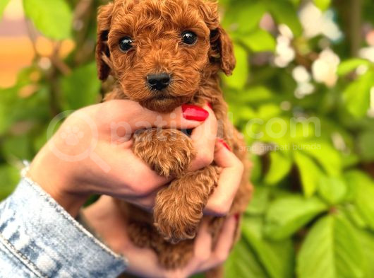 Ruhsatlı Ve Onaylı Köpek Çiftliği Güvencesi Ile  Sağlık Irk görsel