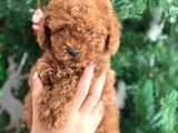 Aşılı Poodle Bebekler