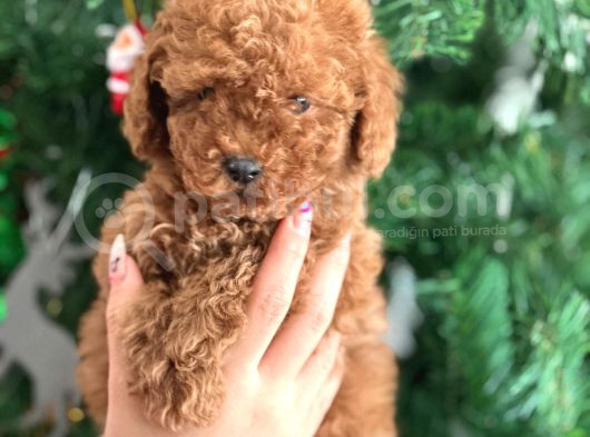 Aşılı Poodle Bebekler görsel