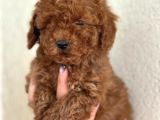 Poodle Bebekler Yeni Dostunu Arıyor