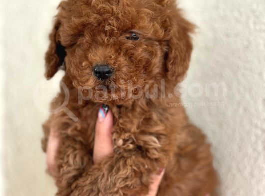 Poodle Bebekler Yeni Dostunu Arıyor görsel