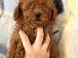 Her Renk Aşılı Poodle Bebekler