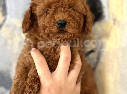 Her Renk Aşılı Poodle Bebekler görsel