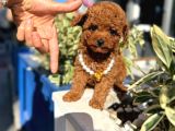 Poodle Orji̇nal Safkan Irk Ve Sağlik Garanti̇li̇ Bebekler