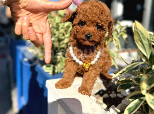 Poodle Orji̇nal Safkan Irk Ve Sağlik Garanti̇li̇ Bebekler görsel