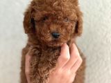 Poodle bebekler yeni dostunu arıyor