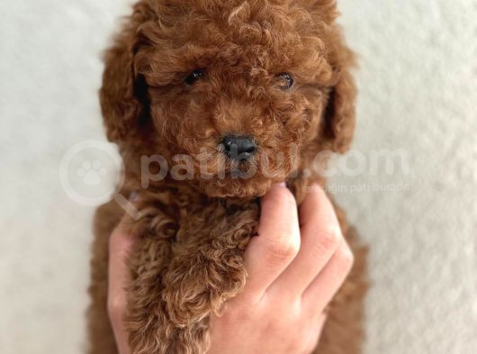 Poodle Bebekler Yeni Dostunu Arıyor