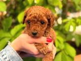 Ruhsatlı Ve Onaylı Köpek Çiftliği Güvencesi Ile  Sağlık Irk