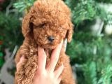 Aşılı poodle bebekler