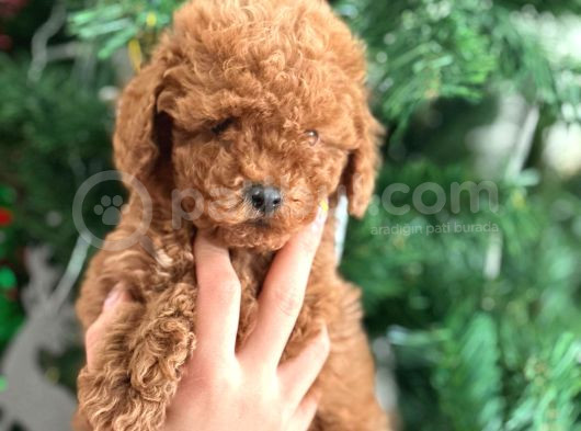 Aşılı Poodle Bebekler