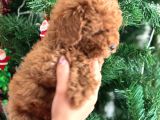 Aşılı Poodle Bebekler