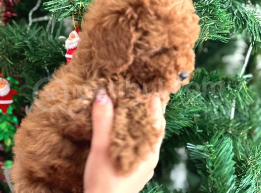 Aşılı Poodle Bebekler görsel