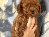 Her Renk Aşılı Poodle Bebekler