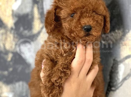 Her Renk Aşılı Poodle Bebekler görsel