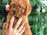 Aşılı Poodle Bebekler