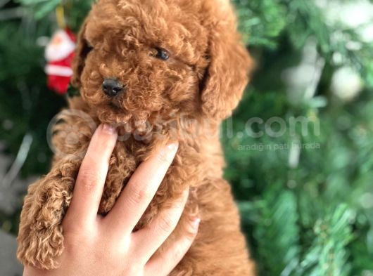Aşılı Poodle Bebekler görsel