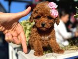 POODLE ORJİNAL SAFKAN IRK VE SAĞLIK GARANTİLİ BEBEKLER