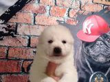 Samoyed Bebekler Için Acele Edin