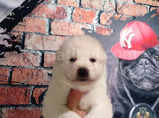 Samoyed Bebekler Için Acele Edin görsel