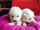 Samoyed bebekler için acele edin