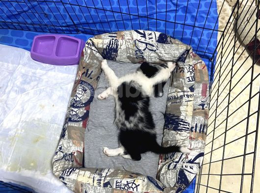 Blue Merle Istanbul İçi Ücret Sahipledirme görsel