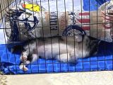 Blue Merle Istanbul İçi Ücret Sahipledirme