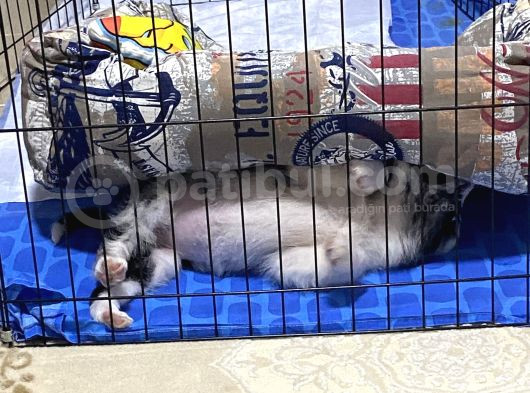 Blue Merle Istanbul İçi Ücret Sahipledirme görsel