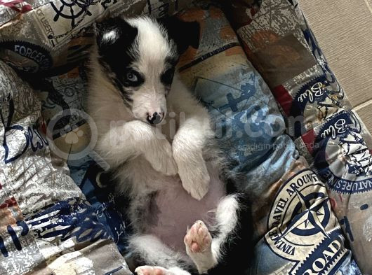 Blue Merle Istanbul İçi Ücret Sahipledirme