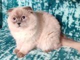 Mükemmel Bi̇r Scotti̇sh Fold Longhai̇r