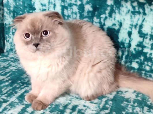 Mükemmel Bi̇r Scotti̇sh Fold Longhai̇r görsel