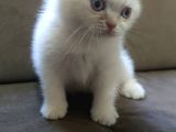 Oyuncu British Shorthairler