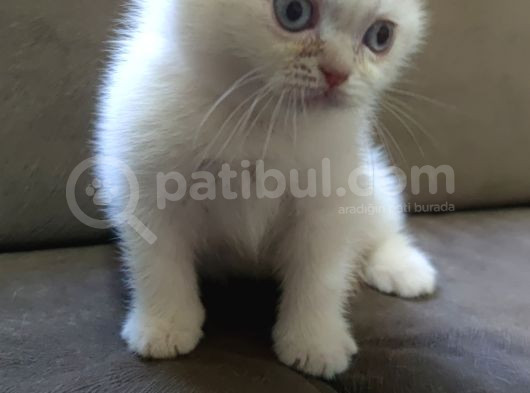 Oyuncu British Shorthairler görsel