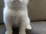 Oyuncu British Shorthairler
