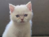 Oyuncu British Shorthairler