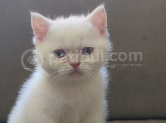 Oyuncu British Shorthairler görsel