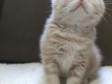 Oyuncu British Shorthairler