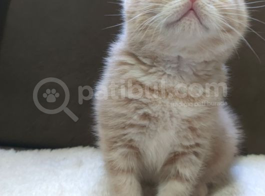 Oyuncu British Shorthairler