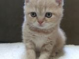 Oyuncu British Shorthairler