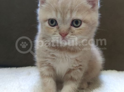 Oyuncu British Shorthairler görsel