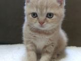 Oyuncu British Shorthairler