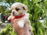 Kore Morkie