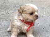 Kore Morkie