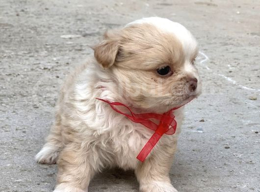 Kore Morkie görsel